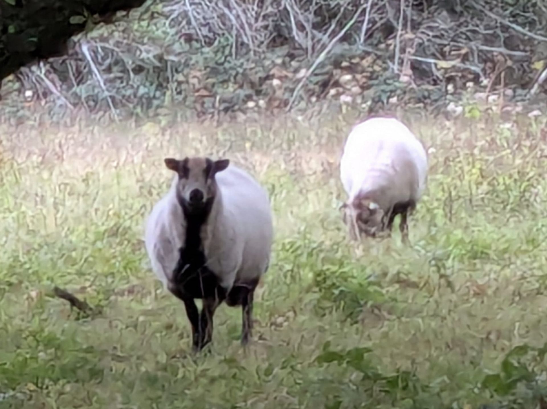 Badger Faced sheep